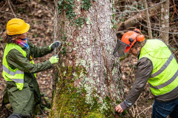 Best Emergency Tree Removal  in Atlantic City, NJ